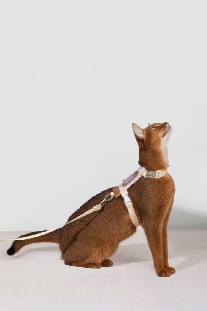 Harness walk-striped collection - Image 4