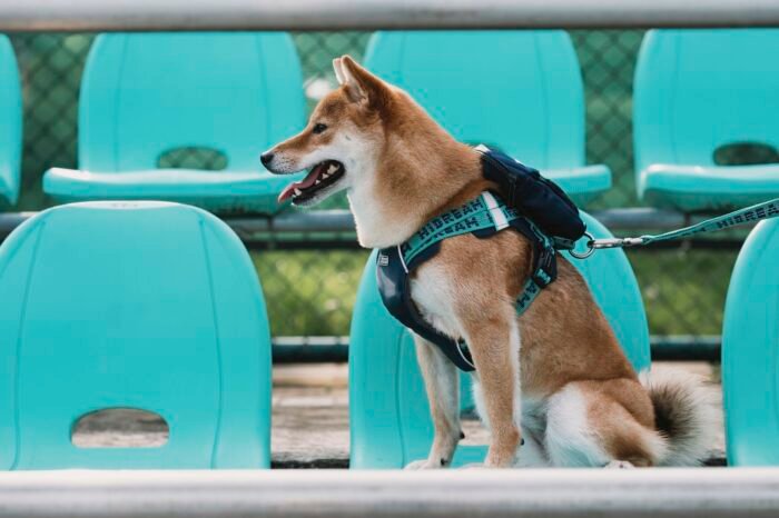 Harness (Bobo series) - Image 14