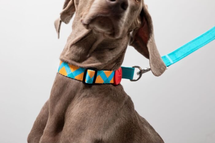 Collar (PRO series) - Image 2
