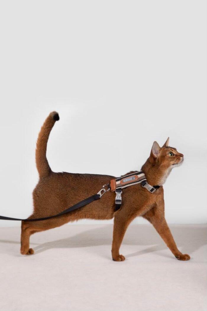 Harness walk-striped collection - Image 3