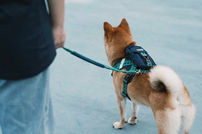 Harness (Bobo series) - Image 13