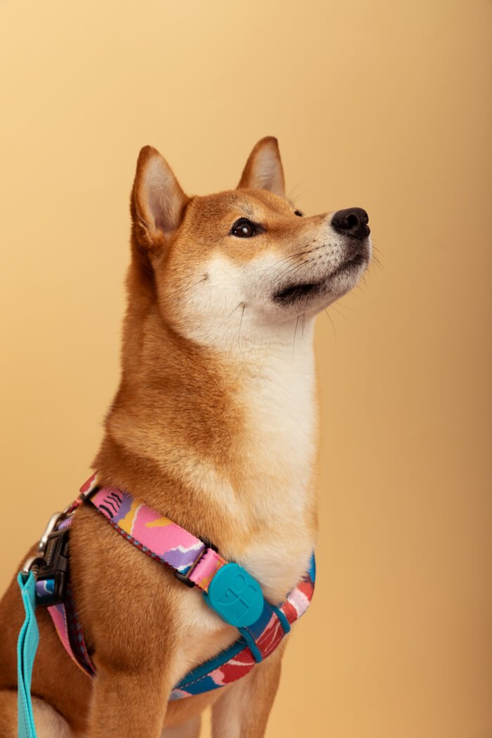 Harness (PRO series) - Image 3