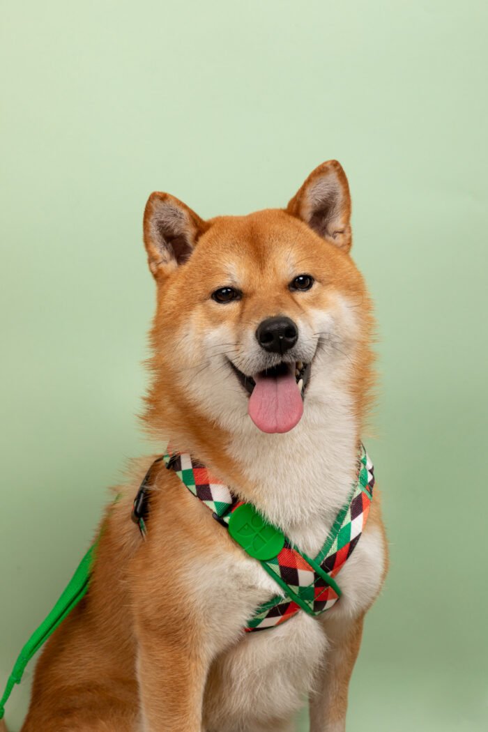 Harness (PRO series) - Image 1