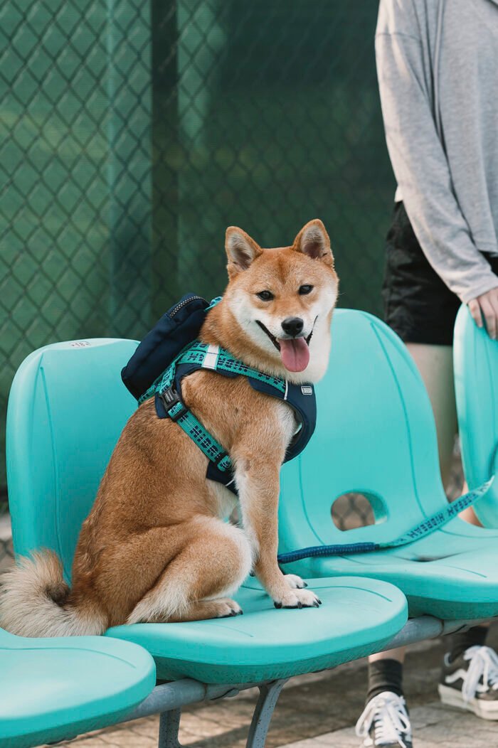 Harness Leash Set (Bobo series) - Image 10