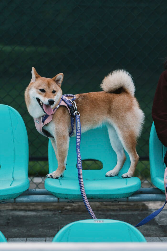 Leash (Bobo series) - Image 1