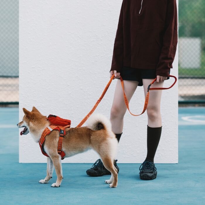 Harness Leash Set (Bobo series) - Image 7