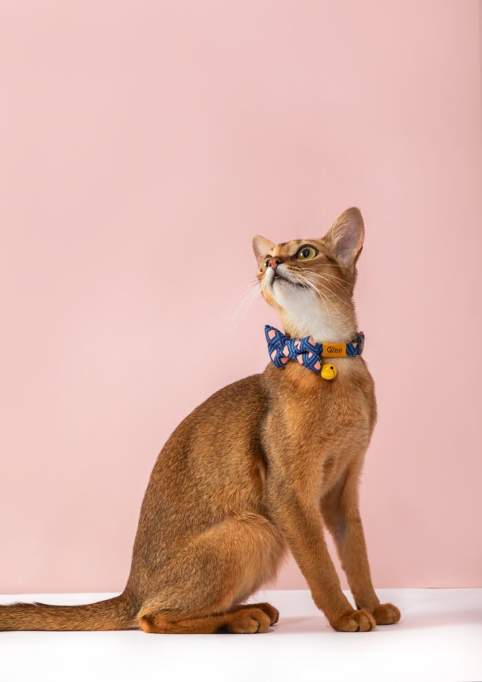 Cat Collar (Colorful Series) - Image 1
