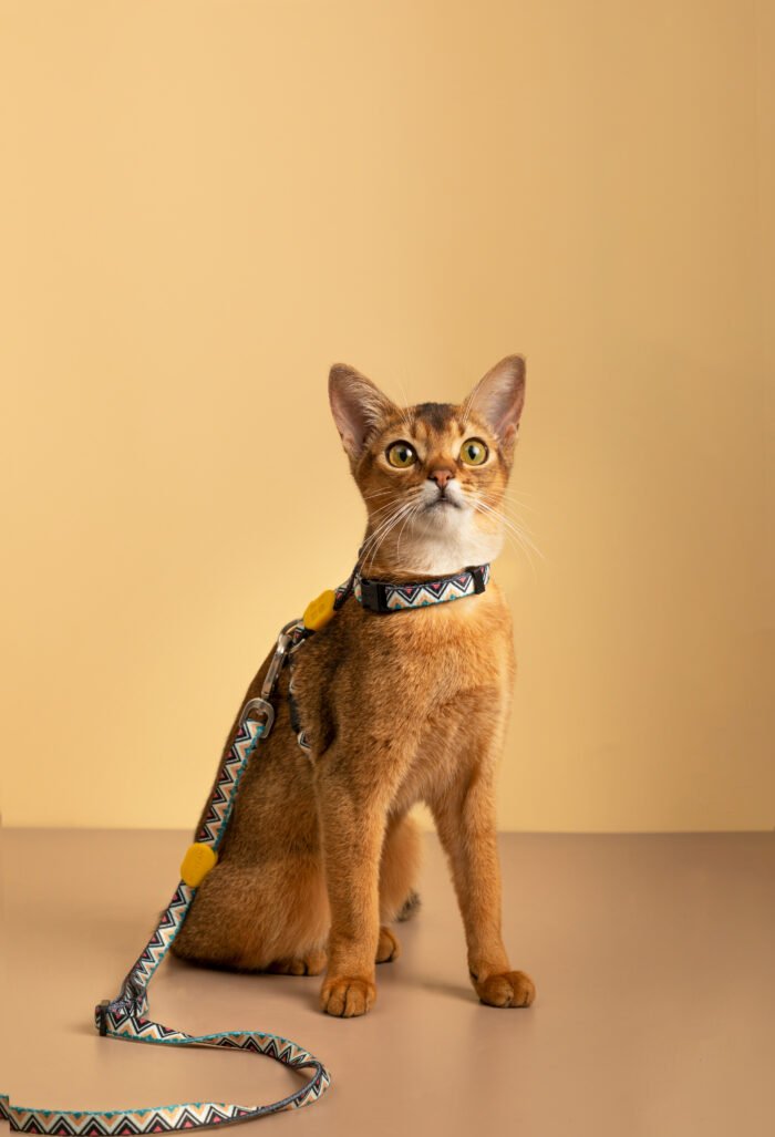 Harness and leash set (Colorful Series) - Image 7