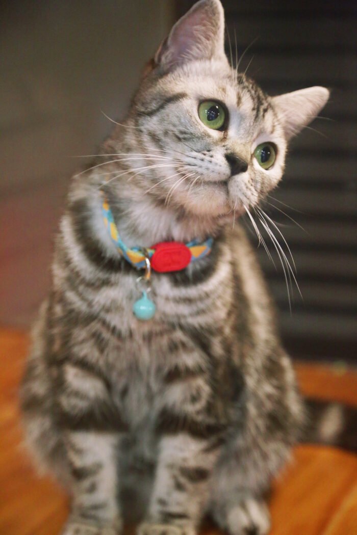 Cat Collar (Colorful Series) - Image 11