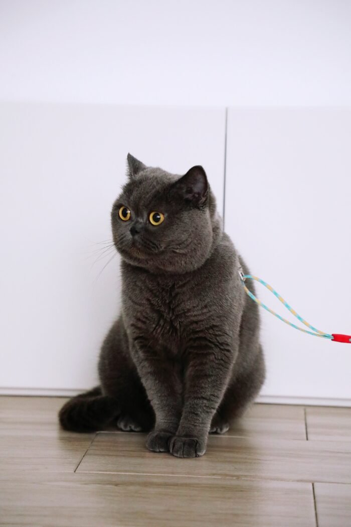 Harness and leash set (Colorful Series) - Image 12