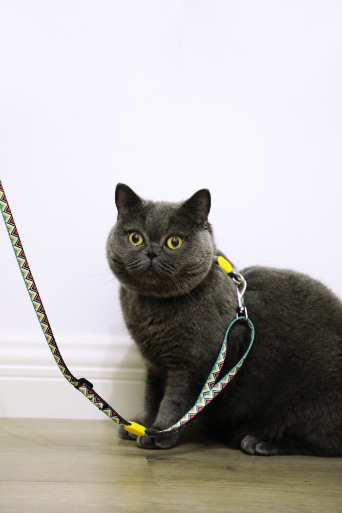 Harness and leash set (Colorful Series) - Image 8