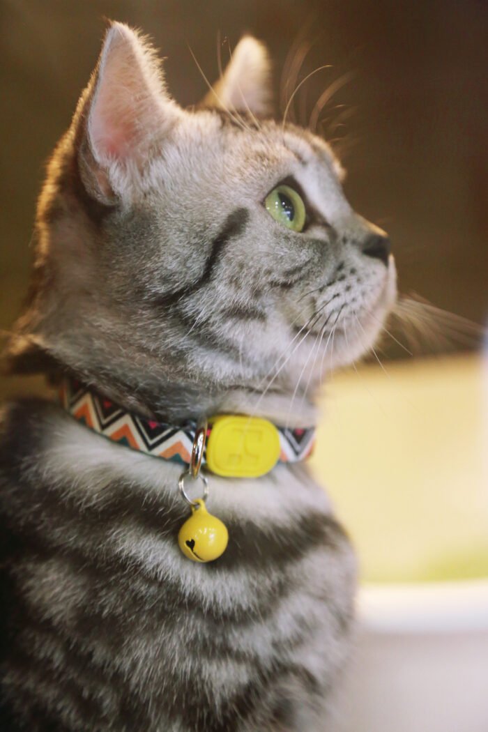 Cat Collar (Colorful Series) - Image 10