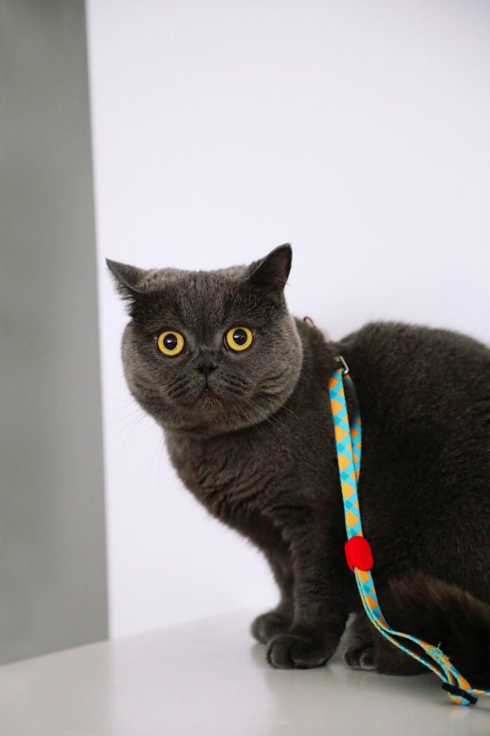 Harness and leash set (Colorful Series) - Image 11