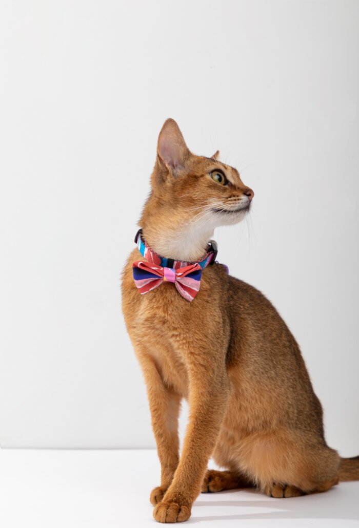 Cat Collar (Colorful Series) - Image 2