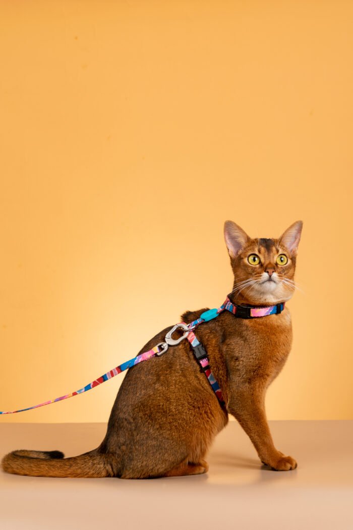 Harness and leash set (Colorful Series) - Image 6