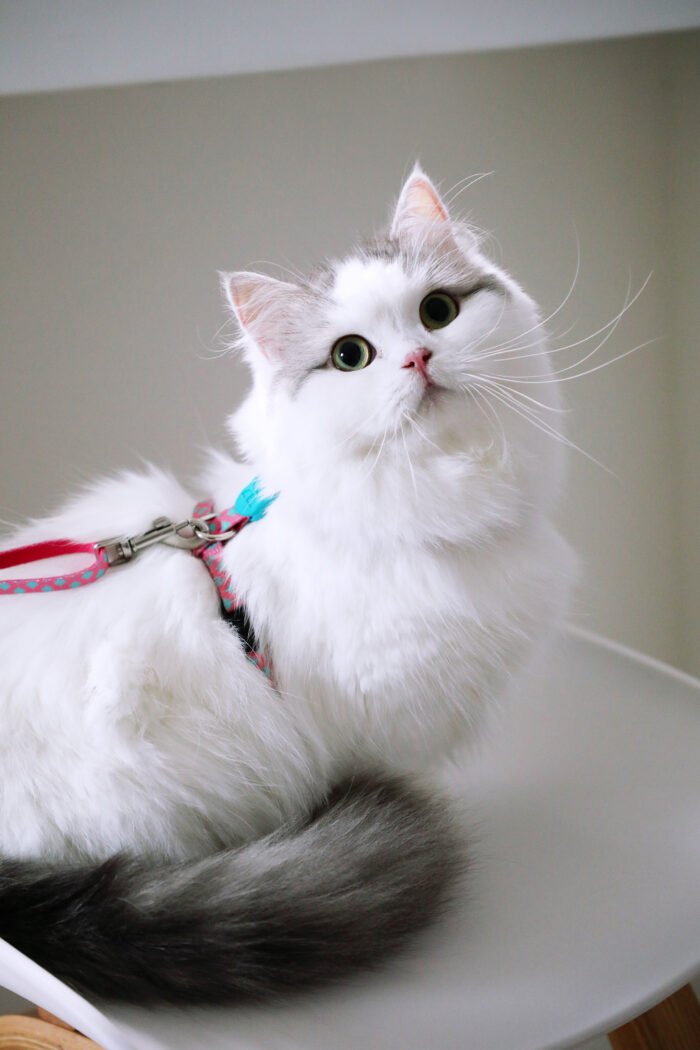 Harness and leash set (Colorful Series) - Image 9