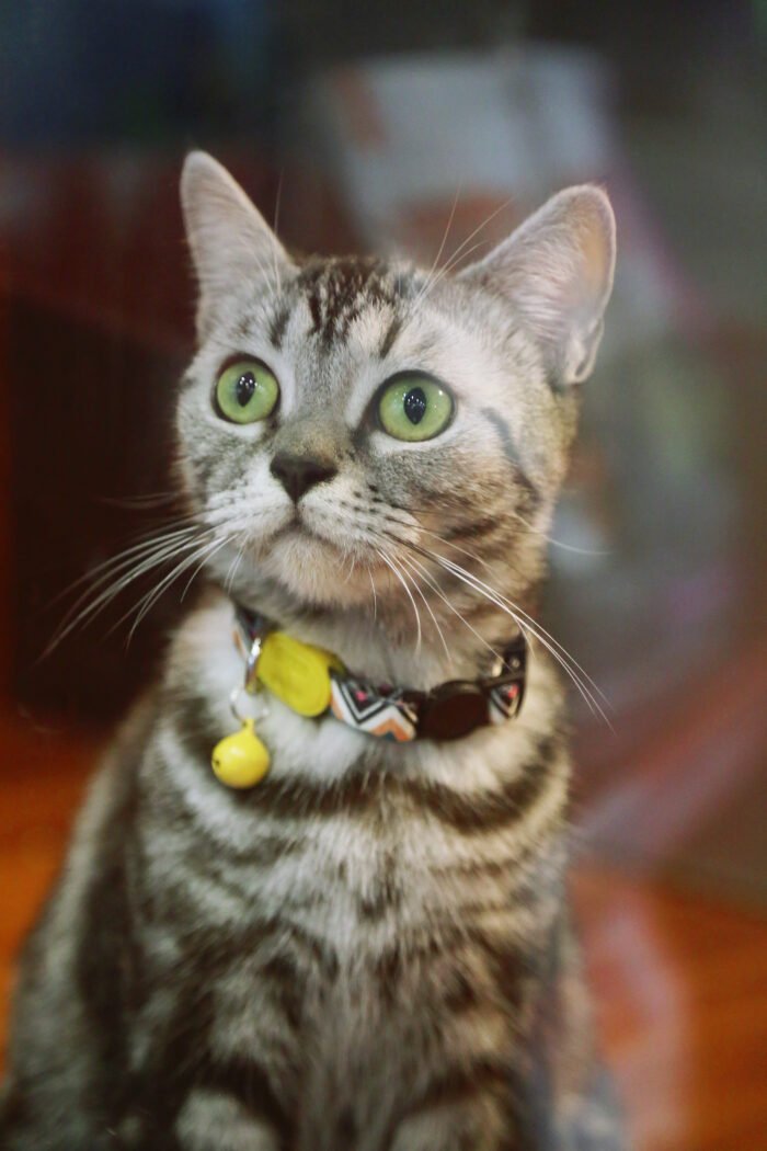Cat Collar (Colorful Series) - Image 9