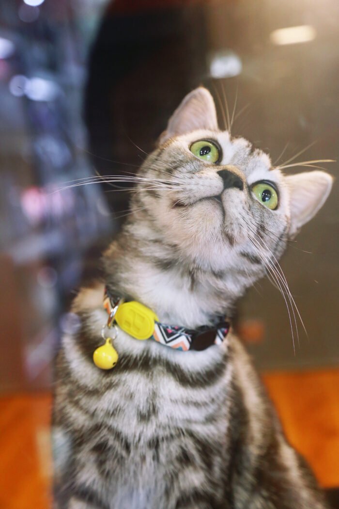 Cat Collar (Colorful Series) - Image 13