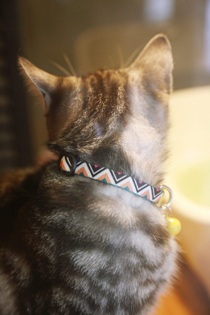Cat Collar (Colorful Series) - Image 14