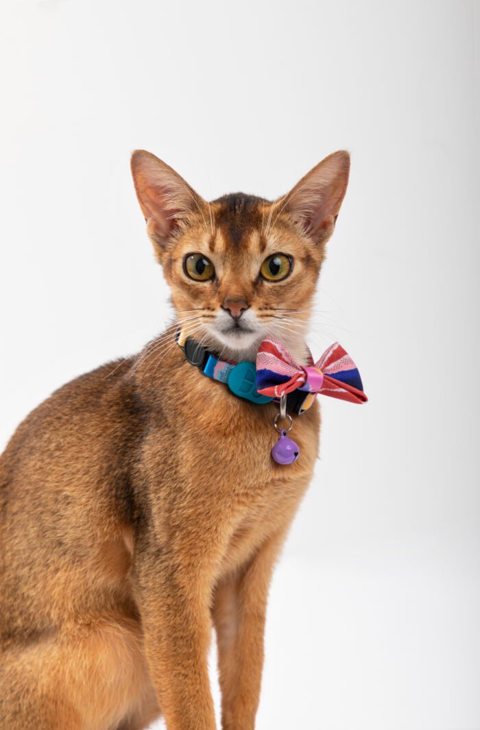 Cat Collar (Colorful Series) - Image 4