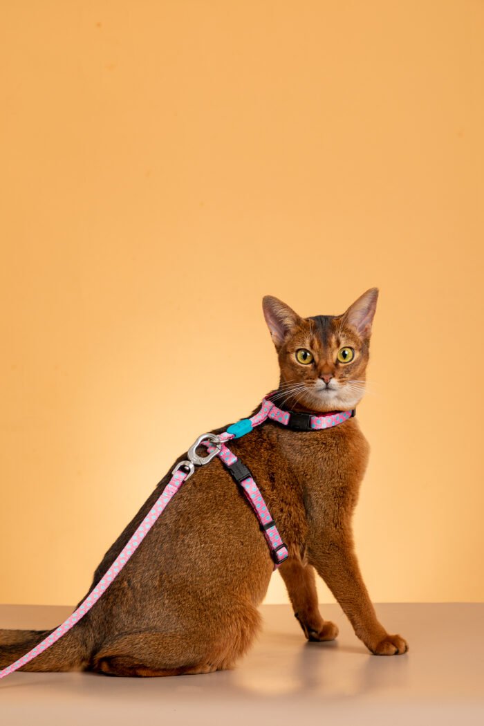 Harness and leash set (Colorful Series) - Image 5