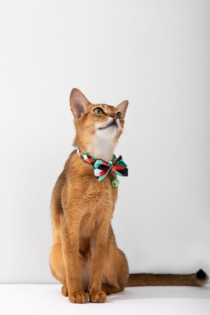 Cat Collar (Colorful Series) - Image 5