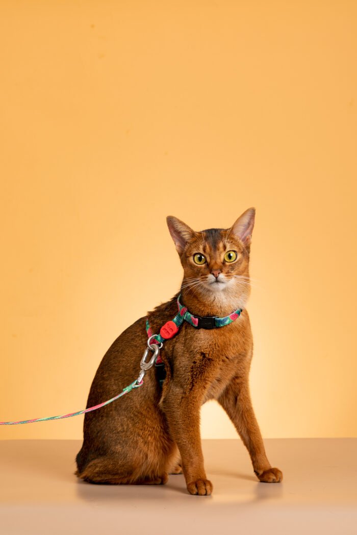 Harness and leash set (Colorful Series) - Image 4