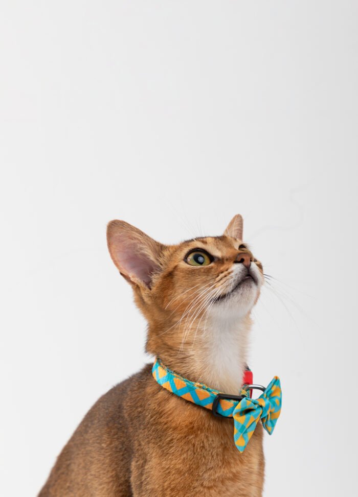 Cat Collar (Colorful Series) - Image 6