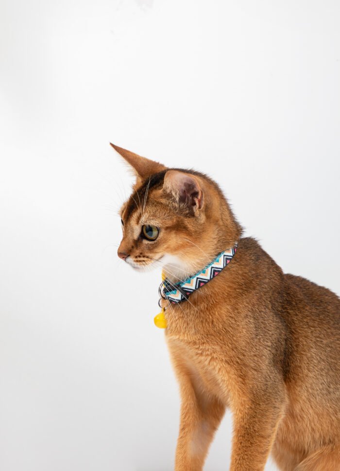 Cat Collar (Colorful Series) - Image 7