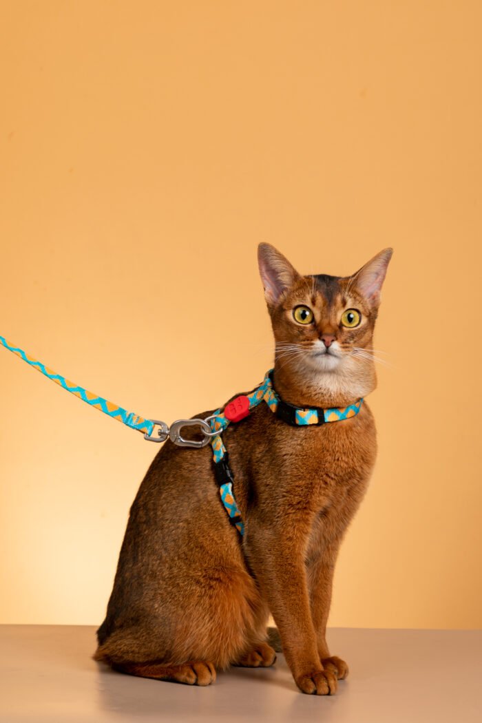 Harness and leash set (Colorful Series) - Image 2