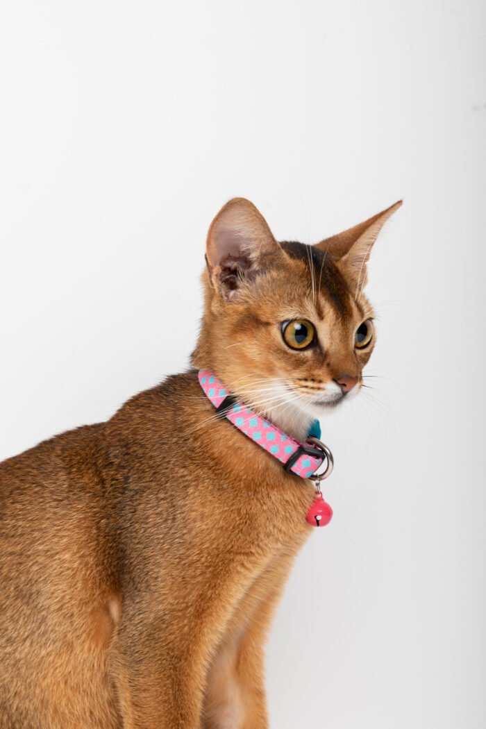 Cat Collar (Colorful Series) - Image 8