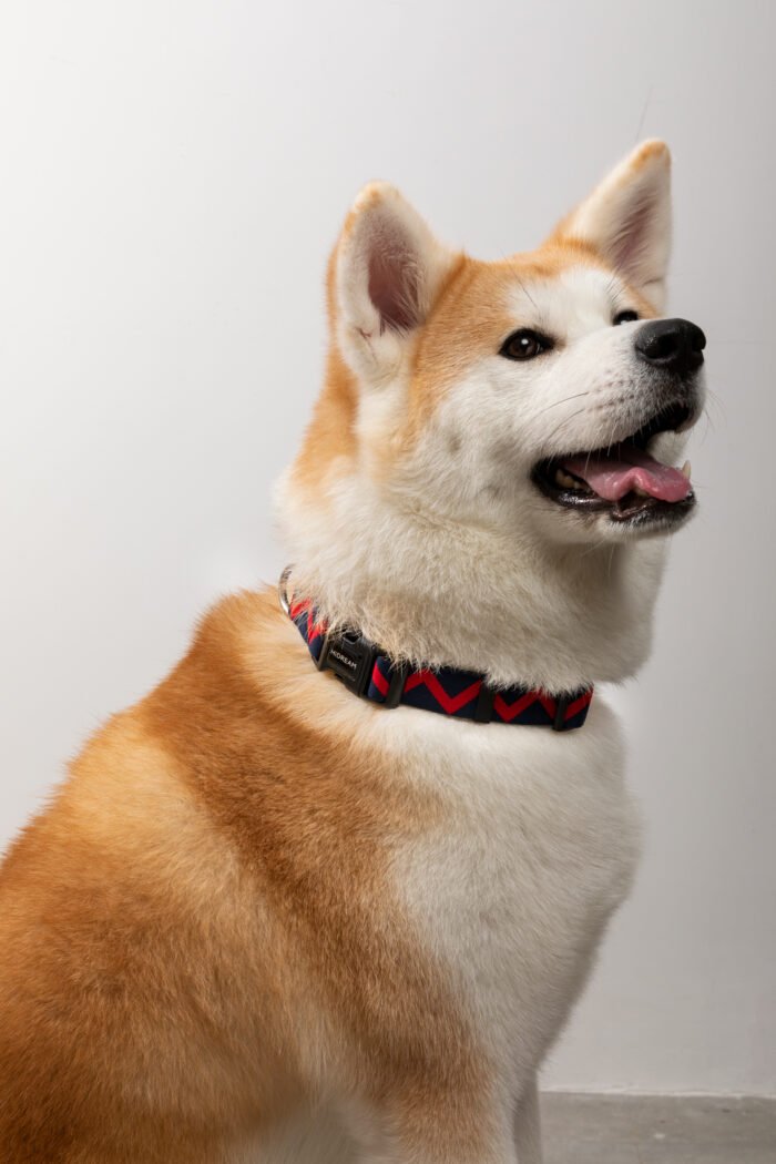 Collar (Rainbow series) - Image 10