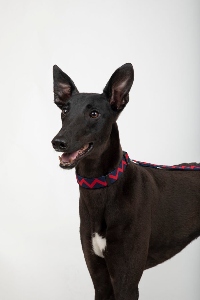 Collar (Rainbow series) - Image 6