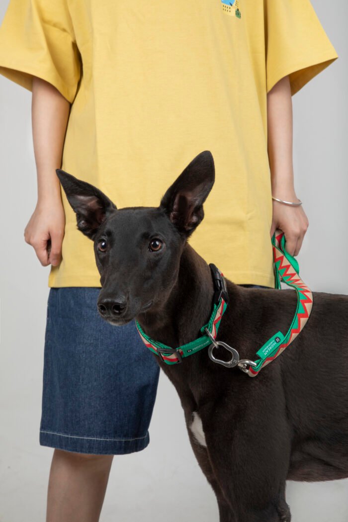 Collar (Rainbow series) - Image 2