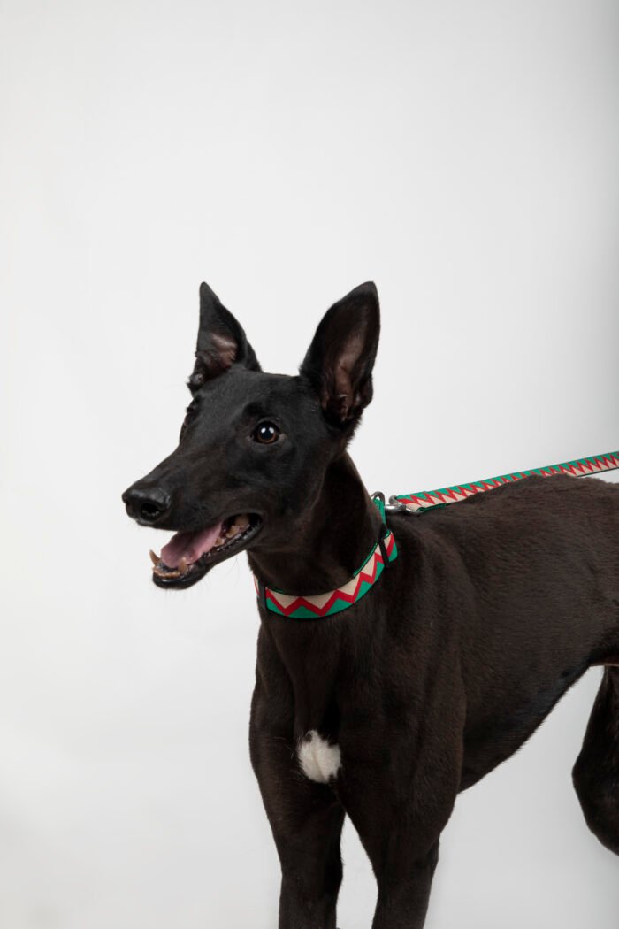 Collar (Rainbow series) - Image 5