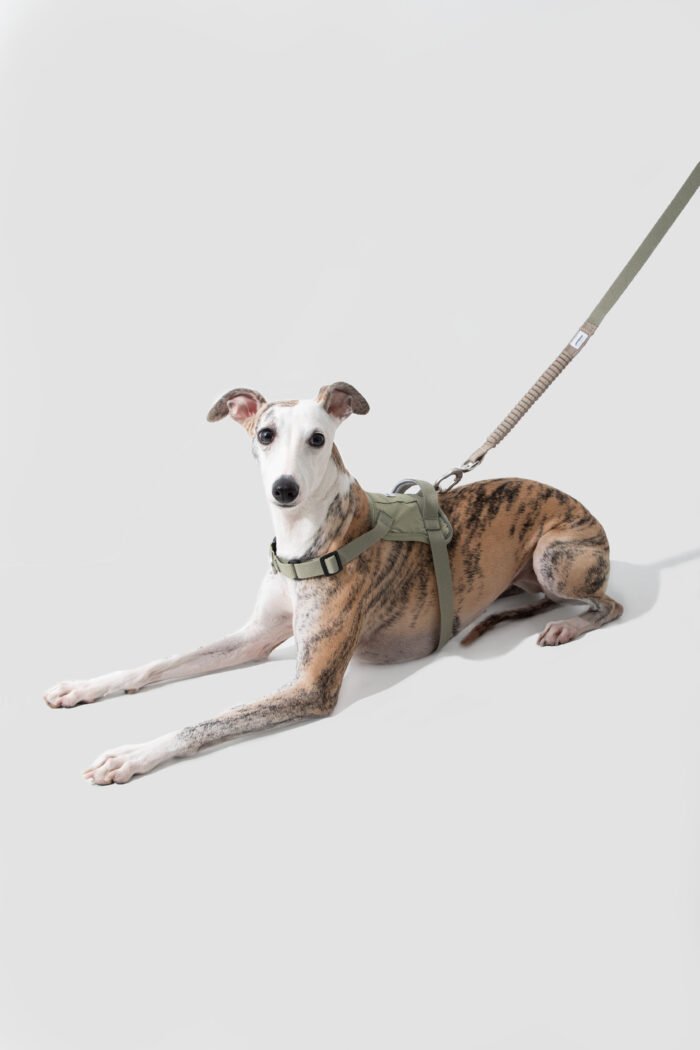 Bungee Leash （Valley Series） - Image 8