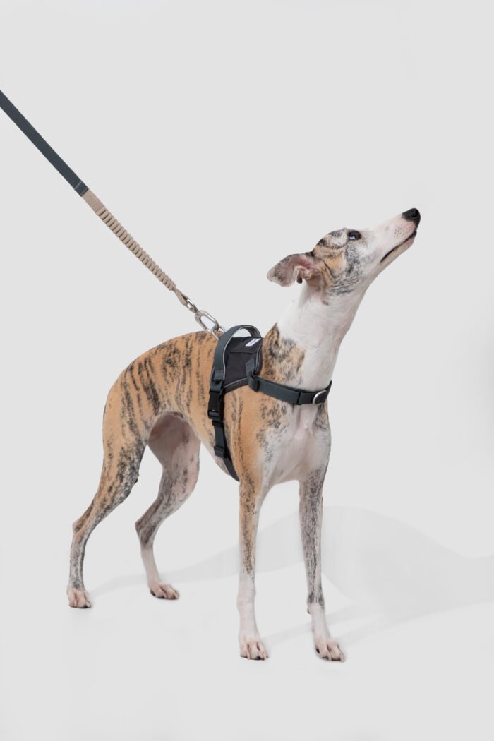Bungee Leash （Valley Series） - Image 9