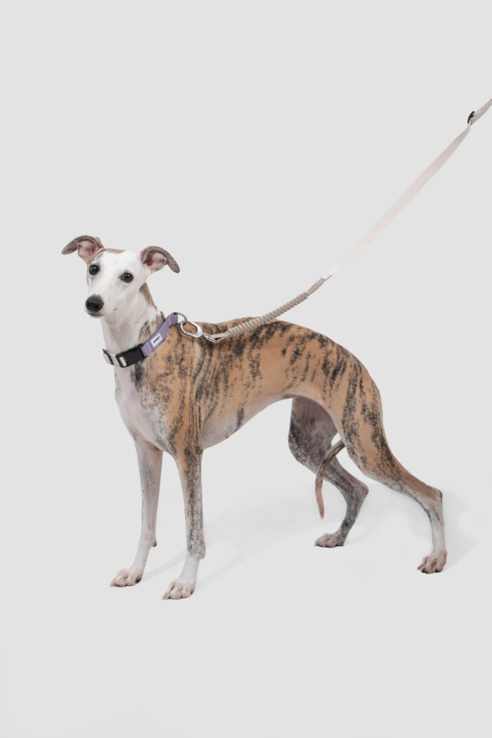 Bungee Leash （Valley Series） - Image 12