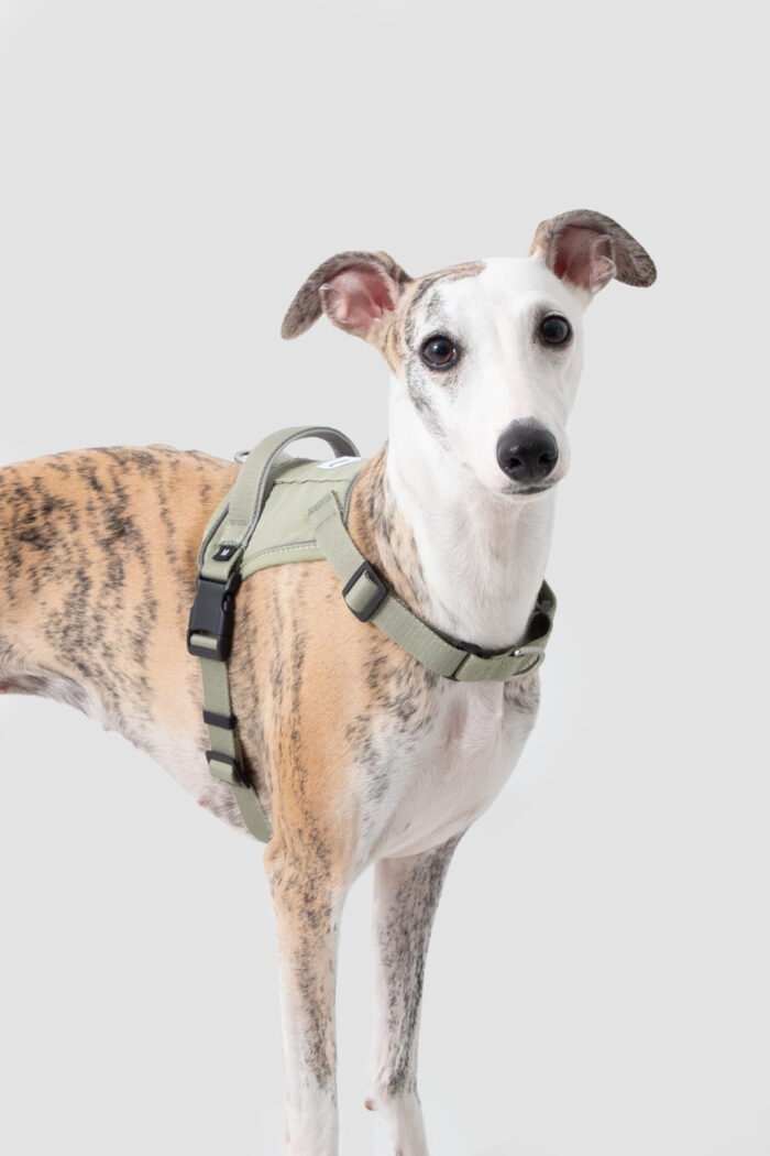 Harness（Valley Series） - Image 1