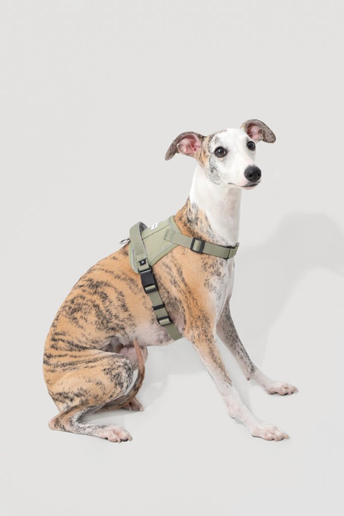 Harness（Valley Series） - Image 2