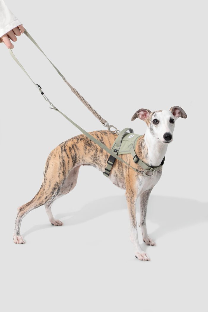 Bungee Leash （Valley Series） - Image 13