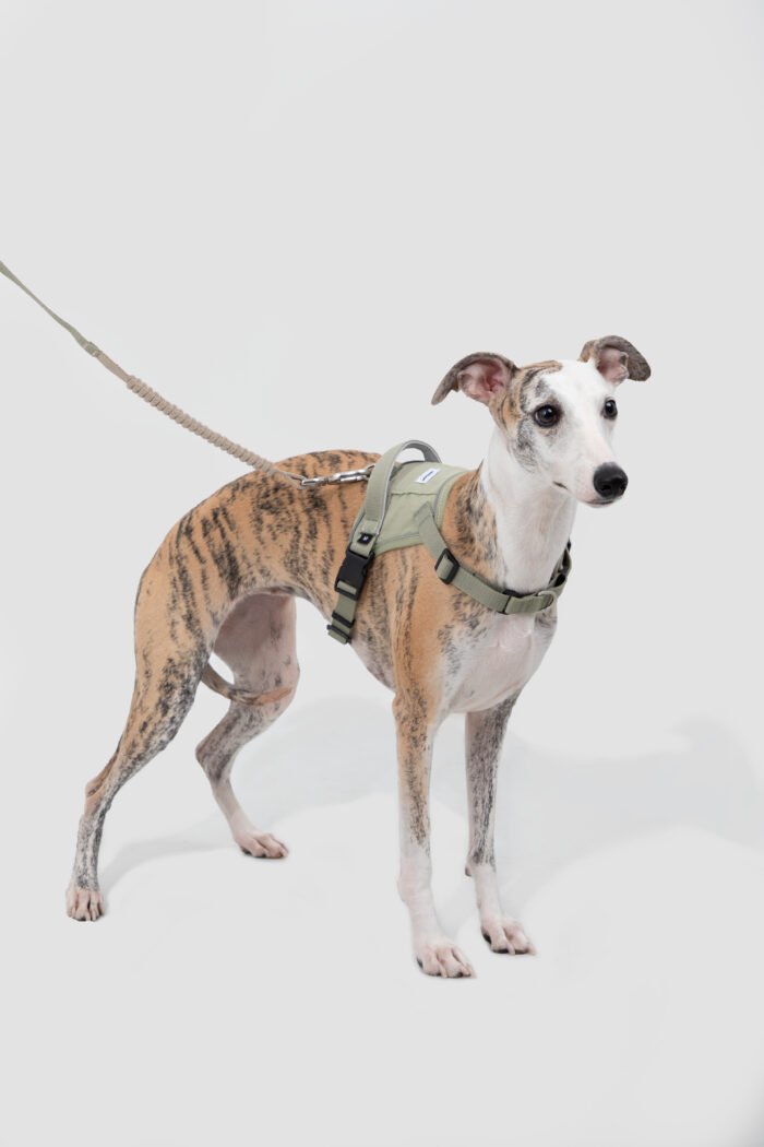 Bungee Leash （Valley Series） - Image 5