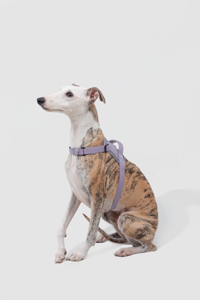 Bungee Leash （Valley Series） - Image 6