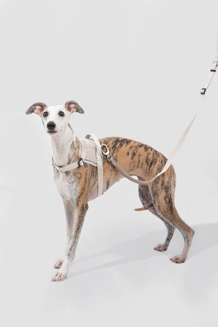 Bungee Leash （Valley Series） - Image 7