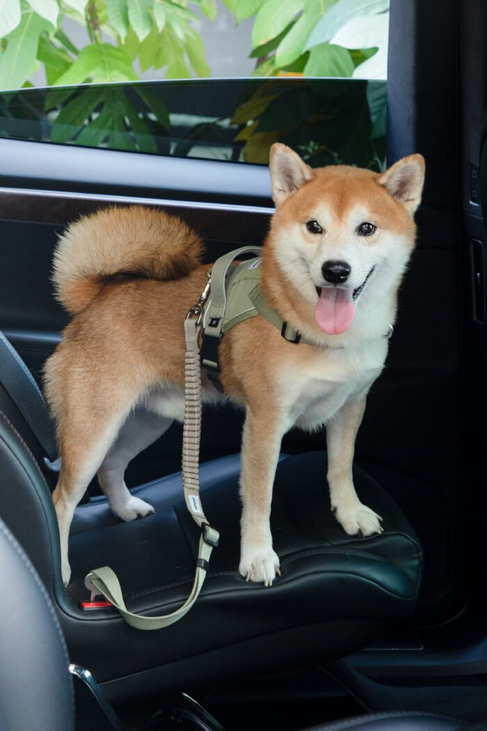 Pet Car Safety Belt（Valley Series） - Image 9