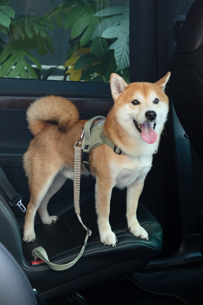 Pet Car Safety Belt（Valley Series） - Image 8