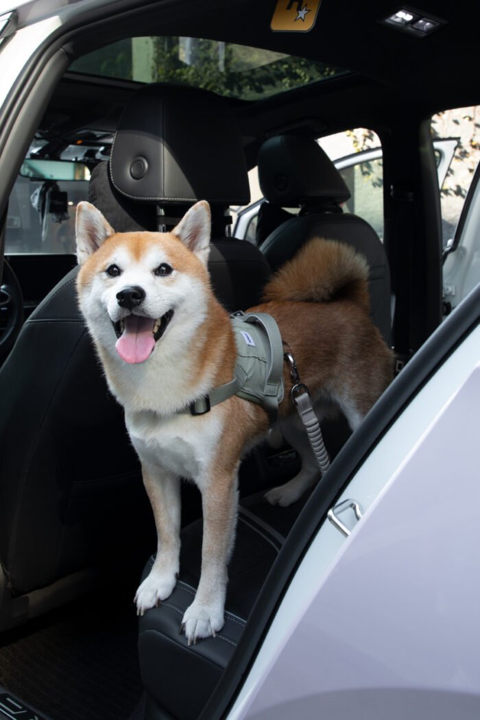 Pet Car Safety Belt（Valley Series） - Image 5